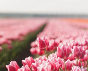 Preview wallpaper tulips, field, flowers, plant, striped