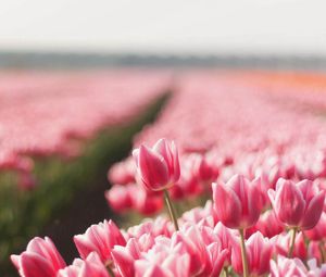 Preview wallpaper tulips, field, flowers, plant, striped