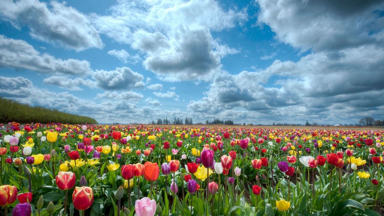 Wallpaper tulips, field, flowers, nature, sky