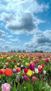 Preview wallpaper tulips, field, flowers, nature, sky