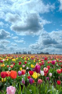 Preview wallpaper tulips, field, flowers, nature, sky