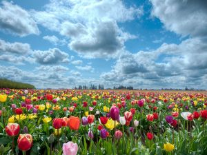 Preview wallpaper tulips, field, flowers, nature, sky