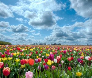 Preview wallpaper tulips, field, flowers, nature, sky