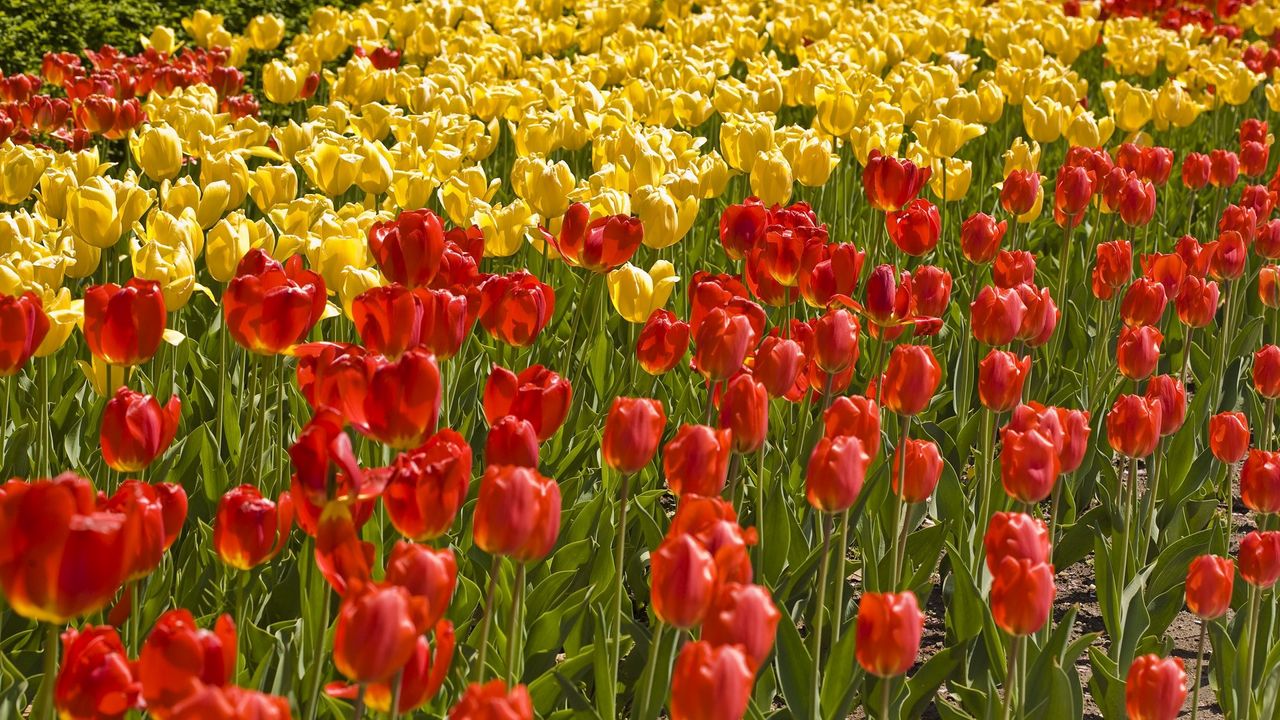Wallpaper tulips, field, grass, flower bed