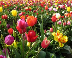 Preview wallpaper tulips, field, spring, different, beautiful