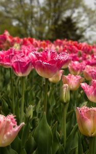 Preview wallpaper tulips, field, spring