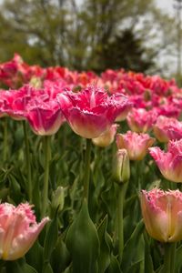 Preview wallpaper tulips, field, spring