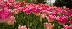 Preview wallpaper tulips, field, spring