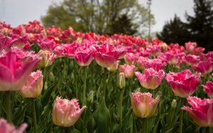 Preview wallpaper tulips, field, spring