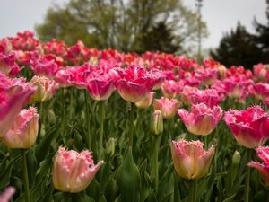 Preview wallpaper tulips, field, spring