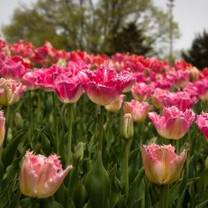 Preview wallpaper tulips, field, spring