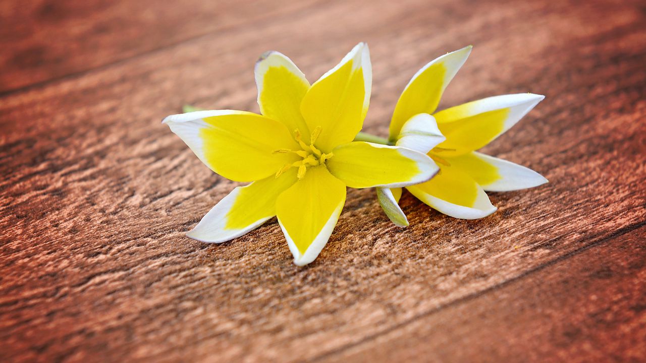 Wallpaper tulips, fine, yellow, petals