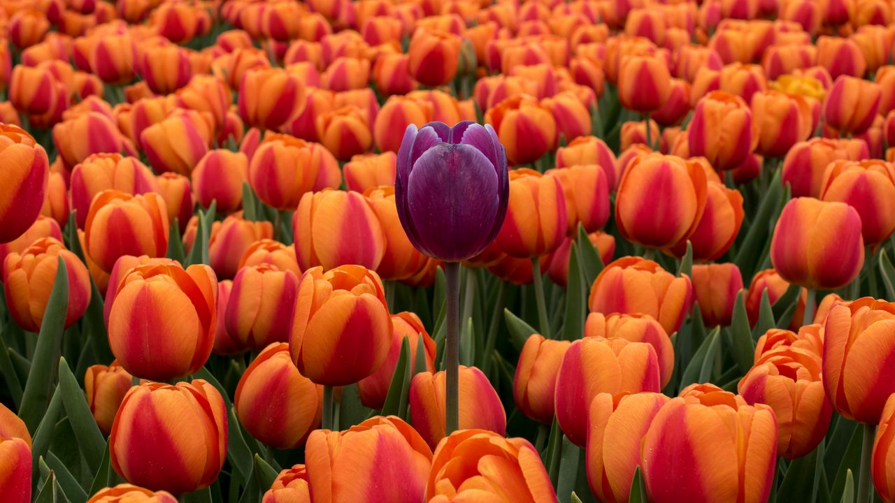 Wallpaper tulips, flower bed, contrast, flowers, orange, purple
