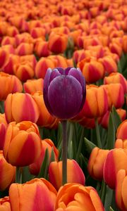 Preview wallpaper tulips, flower bed, contrast, flowers, orange, purple