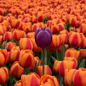 Preview wallpaper tulips, flower bed, contrast, flowers, orange, purple
