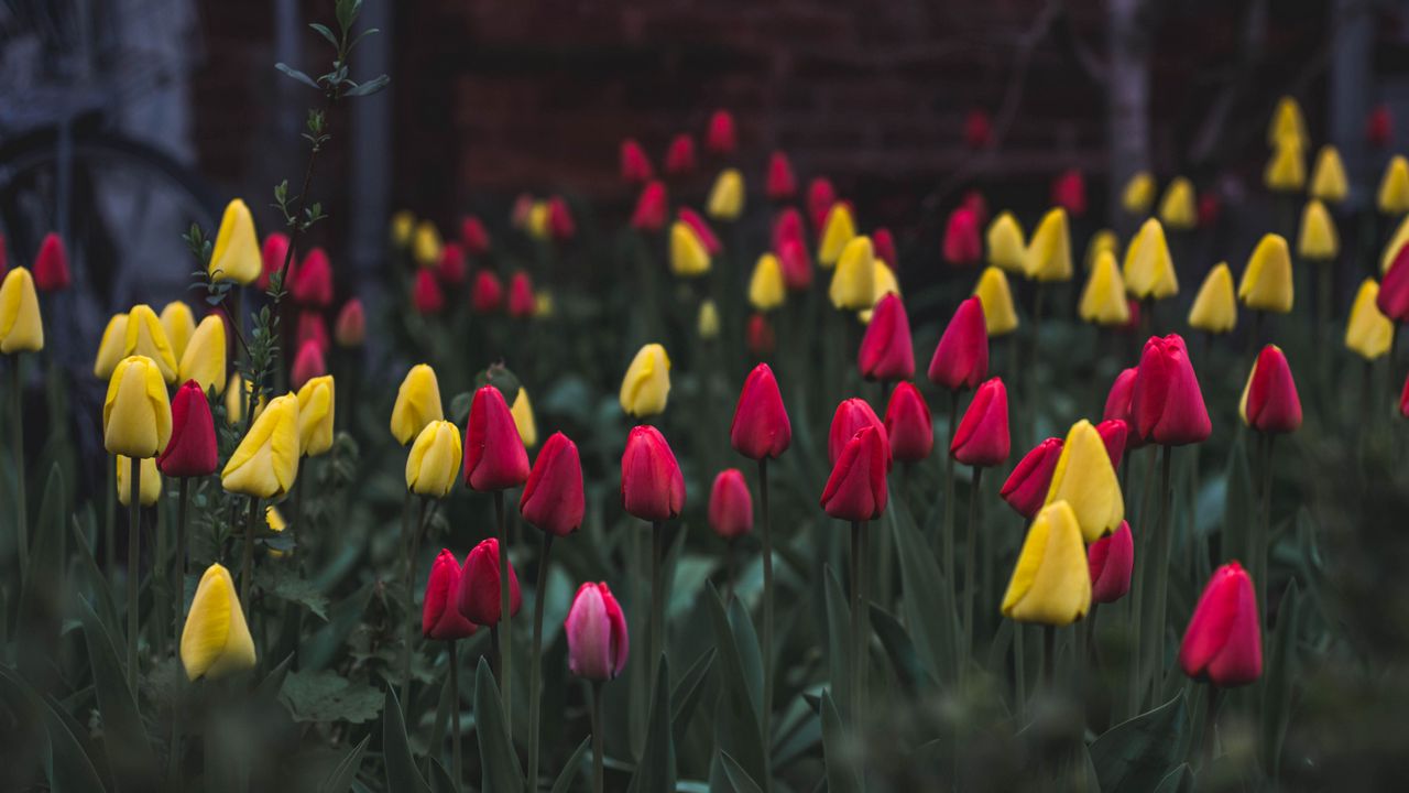 Wallpaper tulips, flower bed, flowers
