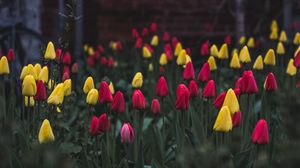 Preview wallpaper tulips, flower bed, flowers