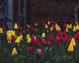 Preview wallpaper tulips, flower bed, flowers