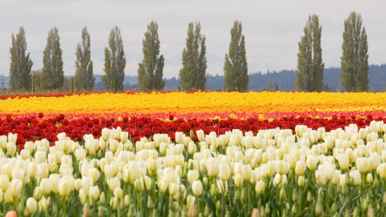 Wallpaper tulips, flower bed, flowers, field, trees
