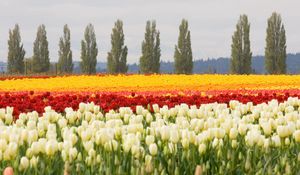Preview wallpaper tulips, flower bed, flowers, field, trees