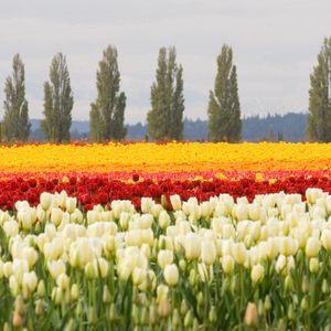 Preview wallpaper tulips, flower bed, flowers, field, trees