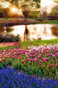 Preview wallpaper tulips, flower bed, lake