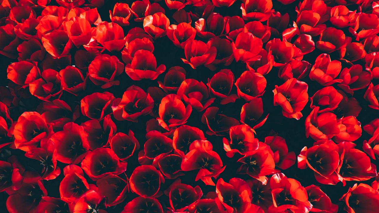 Wallpaper tulips, flower bed, red, bloom, petals