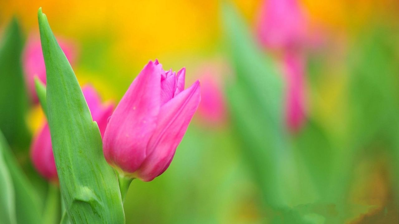 Wallpaper tulips, flower, herbs, close-up