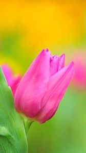 Preview wallpaper tulips, flower, herbs, close-up