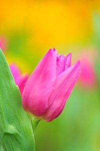 Preview wallpaper tulips, flower, herbs, close-up