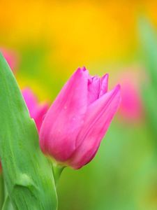 Preview wallpaper tulips, flower, herbs, close-up