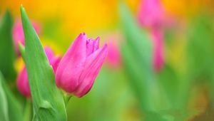 Preview wallpaper tulips, flower, herbs, close-up