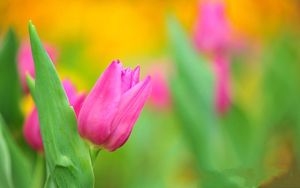 Preview wallpaper tulips, flower, herbs, close-up