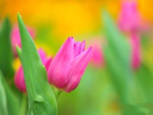 Preview wallpaper tulips, flower, herbs, close-up