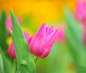 Preview wallpaper tulips, flower, herbs, close-up