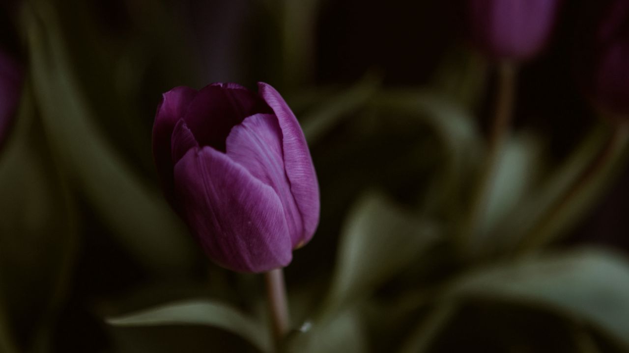 Wallpaper tulips, flower, plant, macro, purple