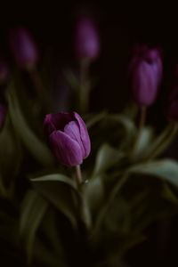 Preview wallpaper tulips, flower, plant, macro, purple