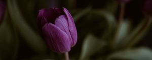 Preview wallpaper tulips, flower, plant, macro, purple