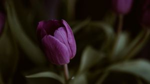 Preview wallpaper tulips, flower, plant, macro, purple