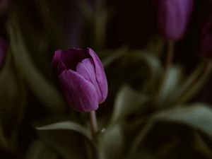 Preview wallpaper tulips, flower, plant, macro, purple