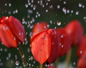 Preview wallpaper tulips, flower, red