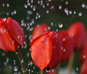 Preview wallpaper tulips, flower, red