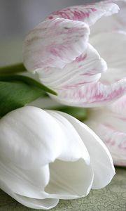 Preview wallpaper tulips, flower, three, lie, white, close-up