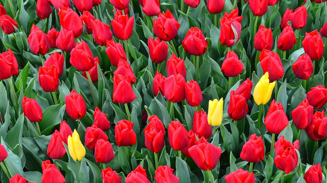 Wallpaper tulips, flowerbed, red