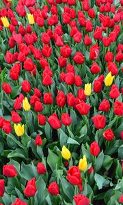 Preview wallpaper tulips, flowerbed, red