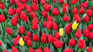 Preview wallpaper tulips, flowerbed, red