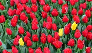 Preview wallpaper tulips, flowerbed, red