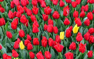 Preview wallpaper tulips, flowerbed, red