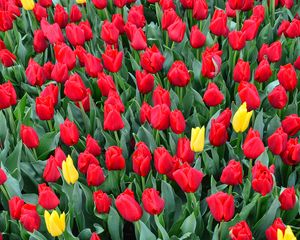 Preview wallpaper tulips, flowerbed, red