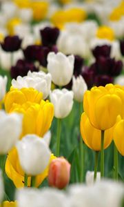 Preview wallpaper tulips, flowerbed, spring, many, multicolored